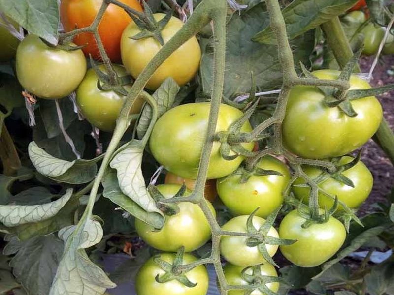 10 lakh tomatoes in one acre; Success Story of Farmer Atul Lakkad | एका एकरात दहा लाखांचे टोमॅटो;  शेतकरी अतुल लकडे यांची यशोगाथा