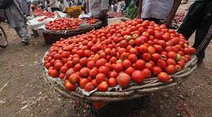 Tomato prices drop in the market in Washim | वाशिम येथील बाजारात टोमॅटोचे दर घसरले; कवडीमोल दरात विकावा लागत आहे माल