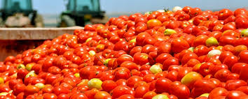 2 kg of tomato weight! The result of inward growth | टोमॅटो अवघा २ रुपये किलो; ग्राहक खुश, पण लागवड खर्चही निघत नसल्याने शेतकरी चिंतेत