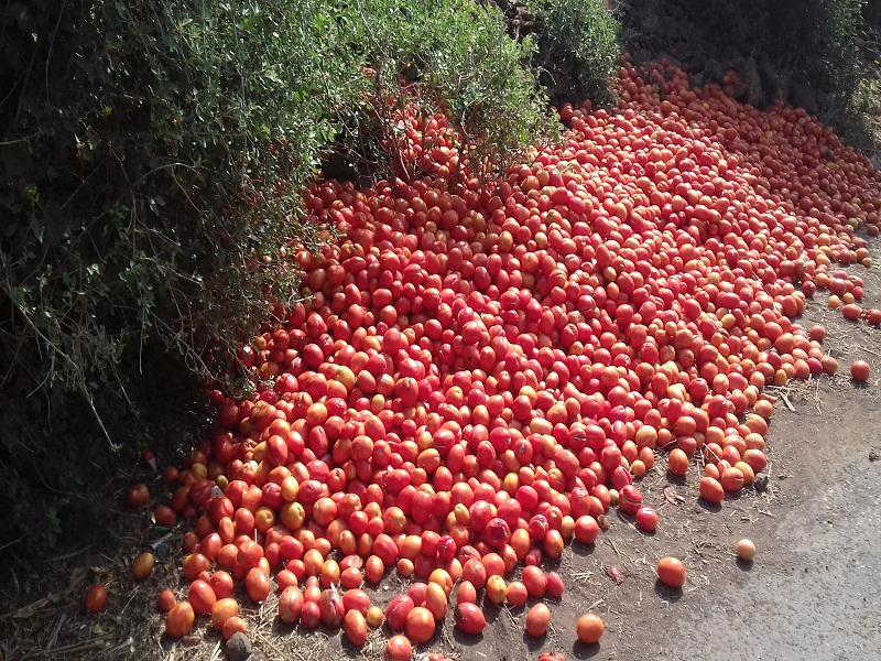 Due to the decline of tomatoes, 'red mud' on the road of Coutul | टोमॅटोचे भाव घसरल्याने कोतूळच्या रस्त्यावर ‘लाल चिखल’