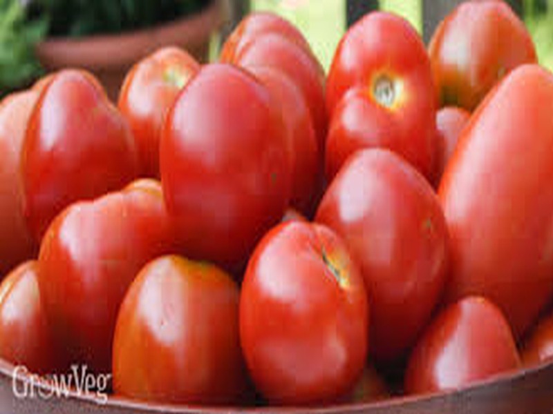 Tomato cultivation velocity | टमाटा लागवडीस वेग