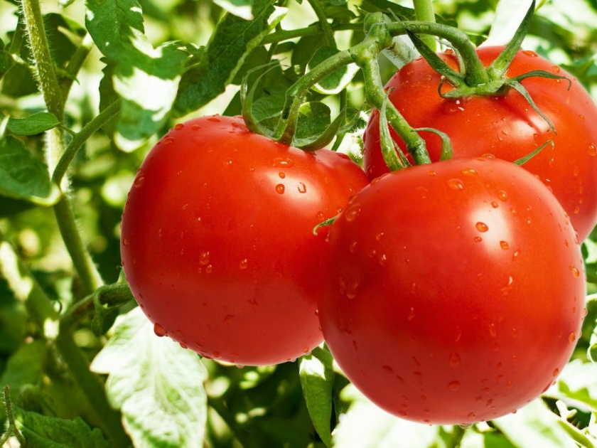  Tomato and onion have no bearing on the price of the farmer in trouble | टमाटा आणि कांद्याला भाव नसल्याने शेतकरी संकटात