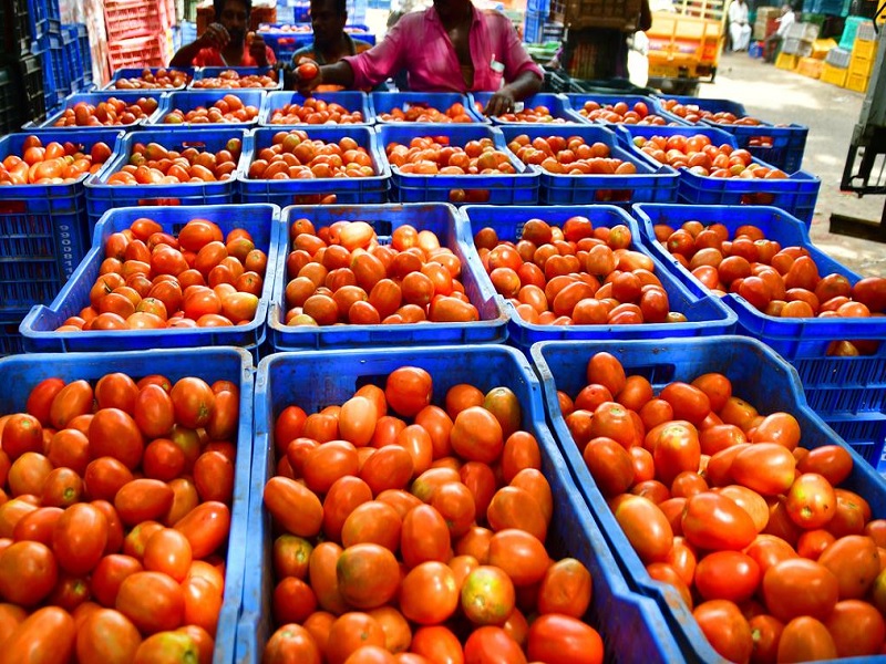 Narayangaon tomato prices collapsed; Inflow of 9 thousand crates pune latest news | Tomato Price : नारायणगावला टोमॅटोचे भाव कोसळले; ९ हजार क्रेटची आवक