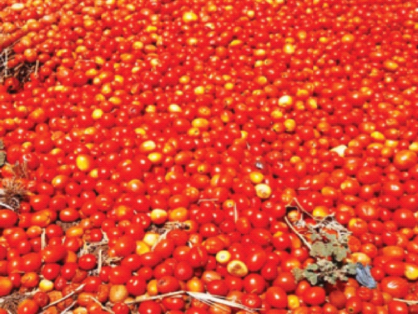 Red mud of tomatoes in the field due to lack of price; Broker Tupashi starves farmers | भाव नसल्याने शेतातच टोमॅटोचा लाल चिखल; दलाल तुपाशी शेतकरी उपाशी