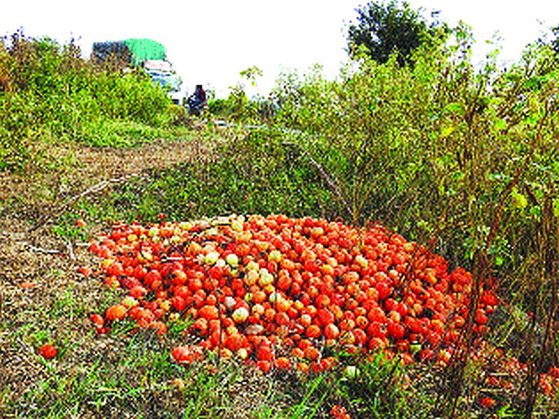  On the road tomatoes due to the rate of five rupees kg; Farmers are worried about the cost of production | पाच रुपये किलो दरामुळे टोमॅटो रस्त्यावर; उत्पादनाचा खर्चही निघेना, शेतकरी चिंतेत