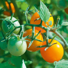 Impact of tomato arrivals due to reduced production | उत्पादनातील घटीमुळे टमाटा आवकेवर परिणाम