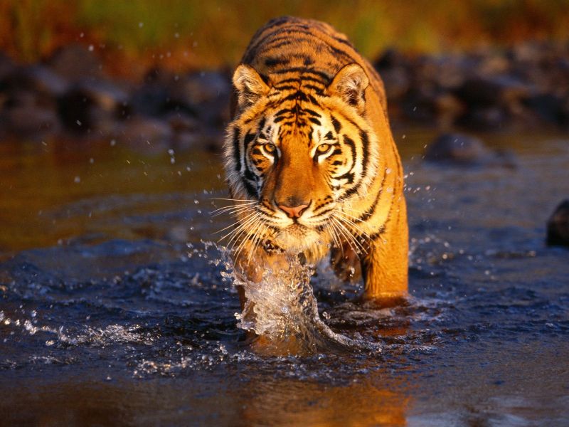 The death of a tiger in Kuhi in Nagpur district has again raised the issue of habitat | नागपूर जिल्ह्यातल्या कुहीतील वाघाच्या मृत्यूने अधिवासाचा मुद्दा पुन्हा ऐरणीवर