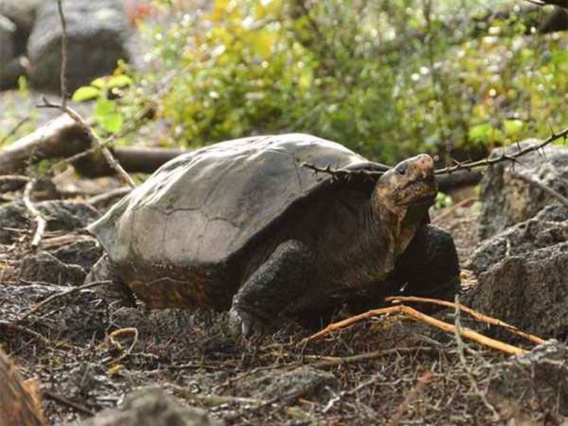 Galapagos tortoise spotted for the first time in more than 100 years | १०० पेक्षा जास्त वय असलेला कासव, शेवटचा १९०६ मध्ये आढळला होता!