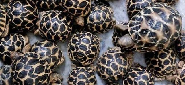 Where to drop 10 pieces of smuggled tortoise ? Puzzle before Forest Department | तस्करीतील १० कासव कुठे सोडणार ? वन विभागासमोर पेच