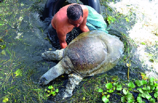 100 Years of Tomb dead in pollution in the night: Rare Indian Soft Shell Turtle | प्रदूषणाने रंकाळ्यात १०० वर्षांचे कासव मृत : दुर्मीळ इंडियन सॉफ्टशेल्ड टरटल