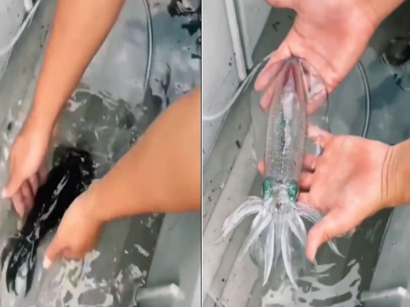 Viral video of a fish becomes transparent as it is taken out of the water | Transparent Fish: कधीच पाहिला नसेल तुम्ही असा मासा, पाण्यातून बाहेर काढताच होतो ट्रान्सपरन्ट
