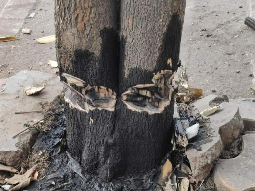 Attempt to burn a tree by throwing acid in Satara | साताऱ्यात ॲसिड टाकून झाड जाळण्याचा प्रयत्न