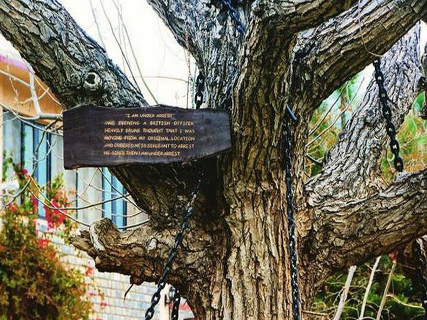 Banyan Tree Under Arrest in Pakistan | १२१ वर्षांपूर्वी एका इंग्रजाने केली होती झाडाला अटक, आजही हे झाड आहे कैदेत! 