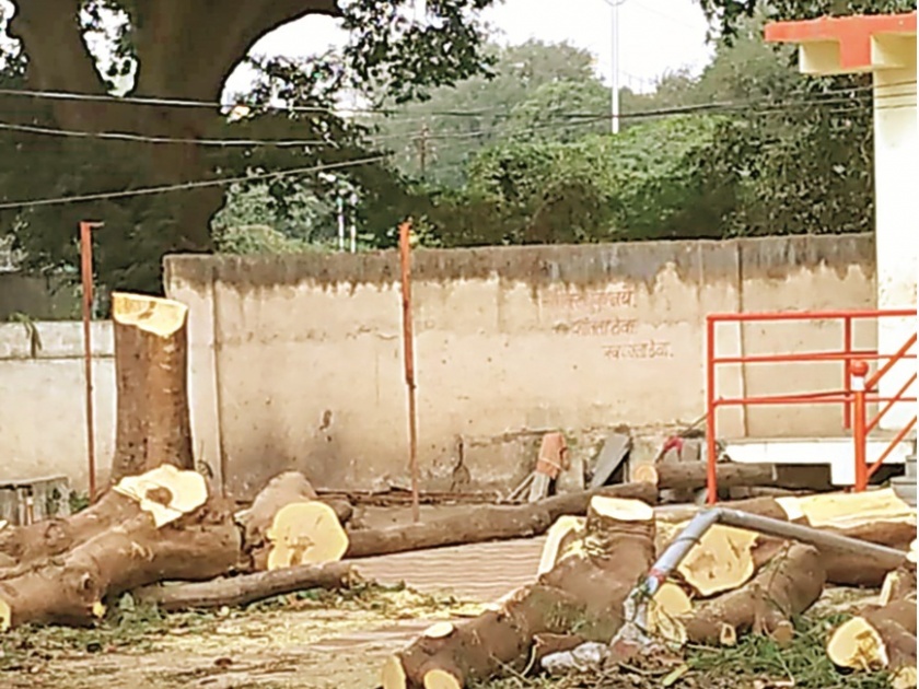 BJP activist's behind tree-cutting in front of pratap nagar temple? | भाजप पदाधिकाऱ्याचा वृक्षतोडीचा प्रताप ?