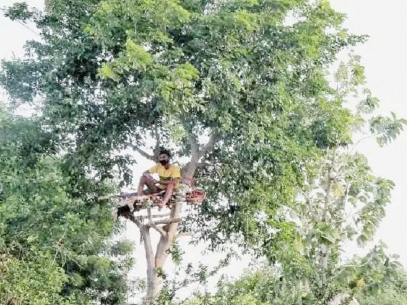 telangana student spent 11 days of isolation on tree due to corona | CoronaVirus: अरेरे! घरात विलगीकरणासाठी जागा नाही; पठ्ठ्याने झाडावर काढले तब्बल ११ दिवस