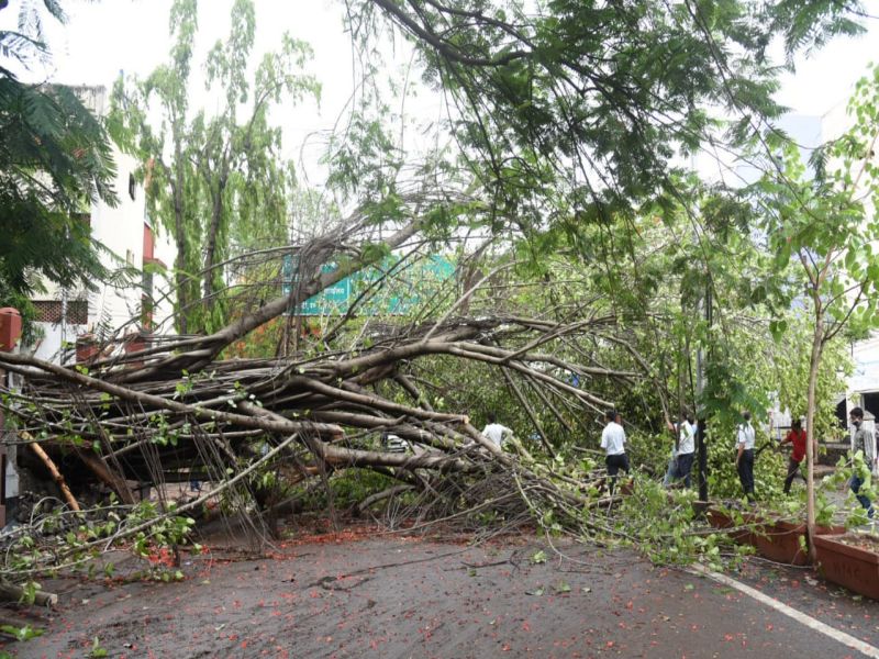 'Nature' angry: 190 trees fell in the city due to strong winds | ‘निसर्ग’ कोपला : वादळी वाऱ्याने शहरात १९० वृक्ष उन्मळून पडले