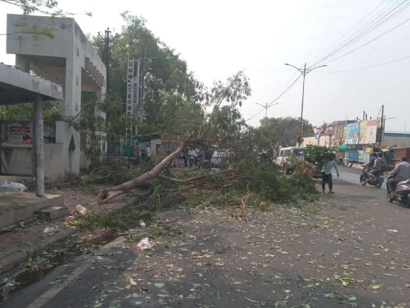 Heavy rains with gale-force winds lash Shegaon taluk; Trees fell, traffic was disrupted | शेगाव तालुक्यात वादळी वाऱ्यासह मुसळधार पावसाचा तडाखा; झाडे पडली, वाहतूकही झाली विस्कळीत