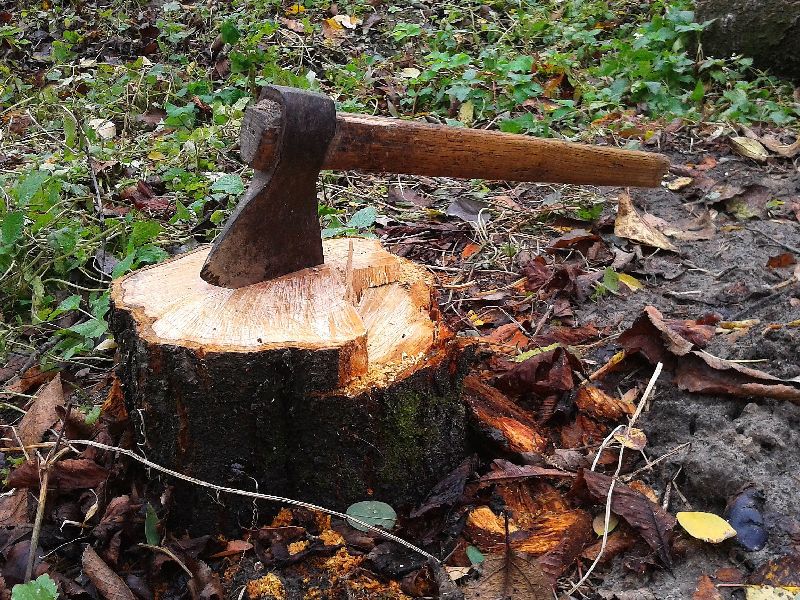 Beware if cutting a tree in Thane: High court orders: Thane | ठाण्यातील एकही झाड तोडल्यास खबरदार, उच्च न्यायालयाचे आदेश : ठाणे पालिकेला दिली तंबी