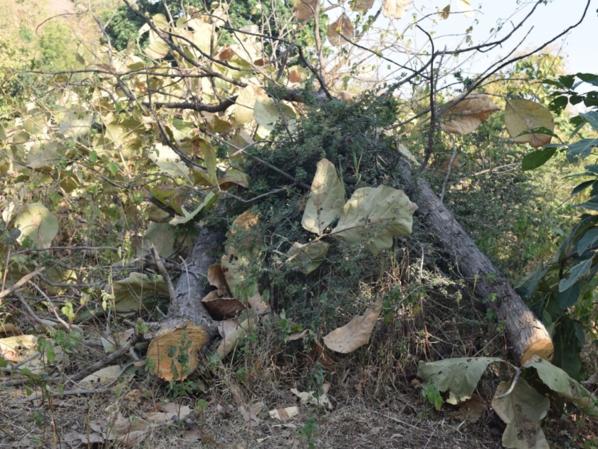 illegal slaughter of trees; two arested | वृक्षांची अवैध कत्तल करणारे ताब्यात