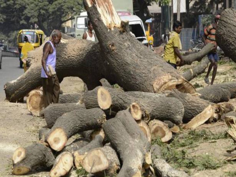 Stop deforestation in Pimpri Chinchwad, save Aditya Thackeray of Save Trees Mission | वृक्षतोड थांबवा! .. पिंपरी चिंचवड चा नागरिकांचे थेट आदित्य ठाकरेना साकडे.