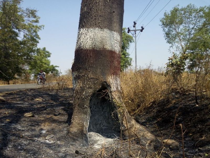 Washim Forest News | झाडे जाळण्याच्या प्रकारात वाढ, बांधकाम विभागाचे दुर्लक्ष