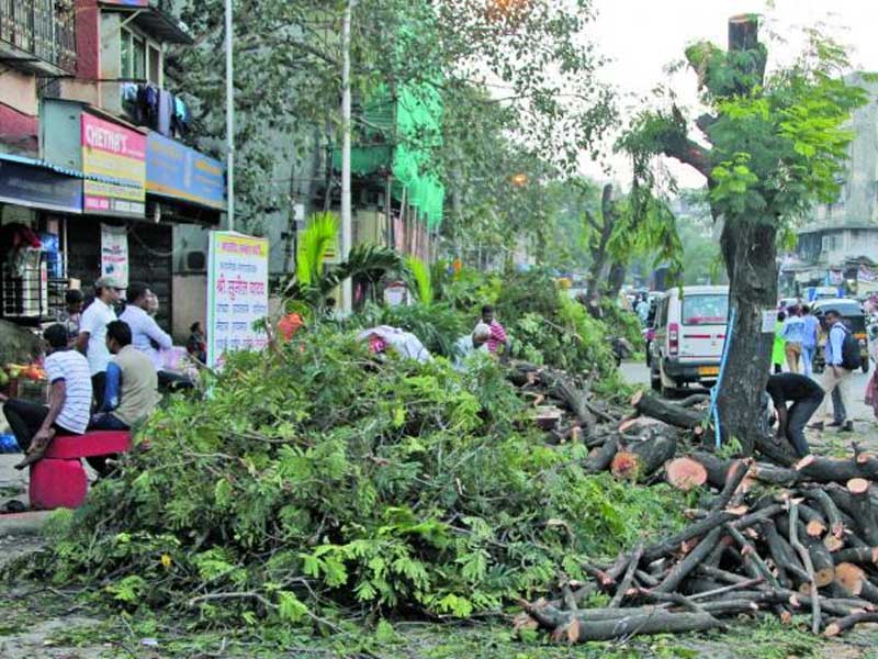 Bombay HC wants wider publicity to be given by BMC on tree cutting proposals it receives | ..अन्यथा मुंबईतील वृक्षतोडीस स्थगिती; उच्च न्यायालयाची महापालिकेला तंबी