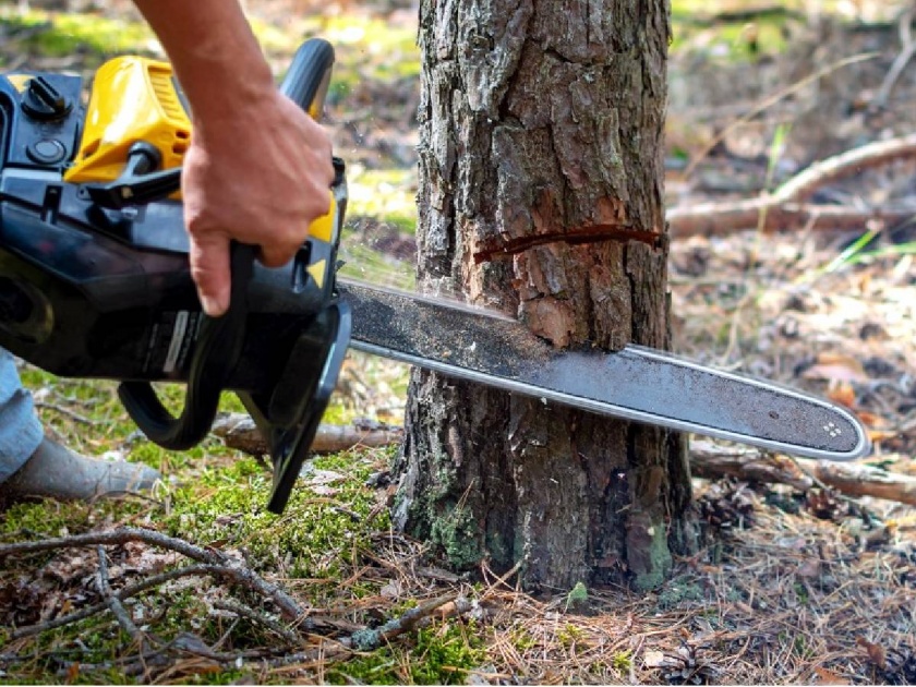 Summary Article: When a tree is cut, it bleeds... | सारांश लेख: झाड कापताना त्यातून रक्त सांडतं...
