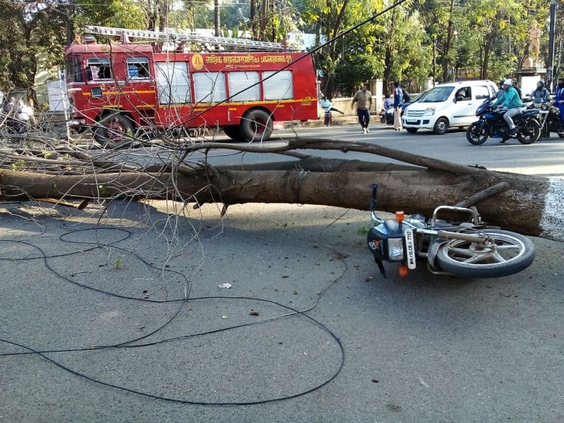 A fallen tree in Marathon Square; The two-wheeler rescued the child | मॅरेथॉन चौकात कोसळले झाड; दुचाकीस्वार बालंबाल बचावला