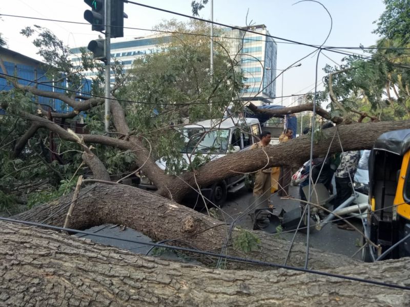 Traffic loss due to tree fall; Two injured | झाड पडल्याने वाहतुकीचा खोळंबा; दोनजण जखमी 