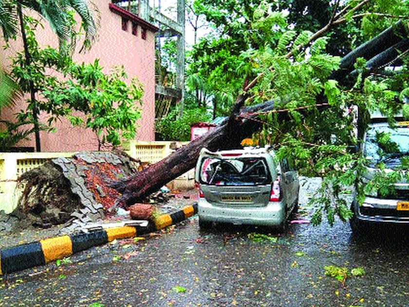 553 trees felled in two months; Neglect of Navi Mumbai Municipal Corporation | दोन महिन्यांत कोसळले ५५३ वृक्ष; नवी मुंबई महापालिकेचे दुर्लक्ष