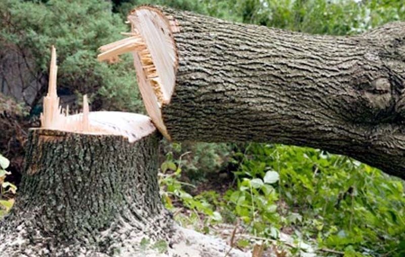Tree felling in cities will be penalized, tree planting will be compensated | शहरांमध्ये वृक्ष तोडल्यास दंड, भरपाईत होणार वृक्षारोपण