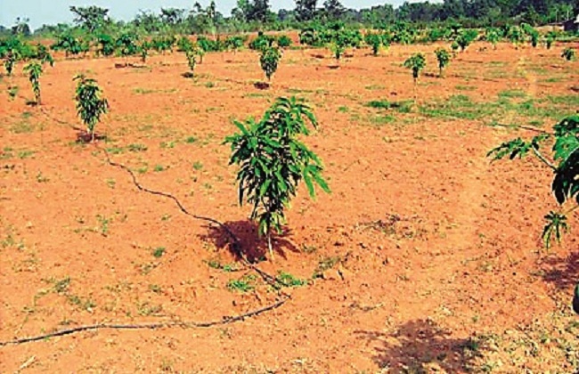 Water on the purpose of planting 33 million trees | ३३ कोटी वृक्ष लागवडीच्या उद्दिष्ट्यावर पाणी