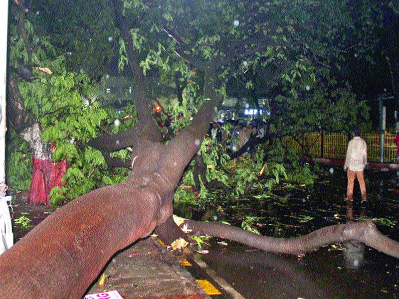  58 trees collapse in 10 days in city; Appeal not to stand under the trees | शहरात १० दिवसांत ५८ वृक्ष कोसळले; झाडांखाली वाहने उभी न करण्याचे आवाहन