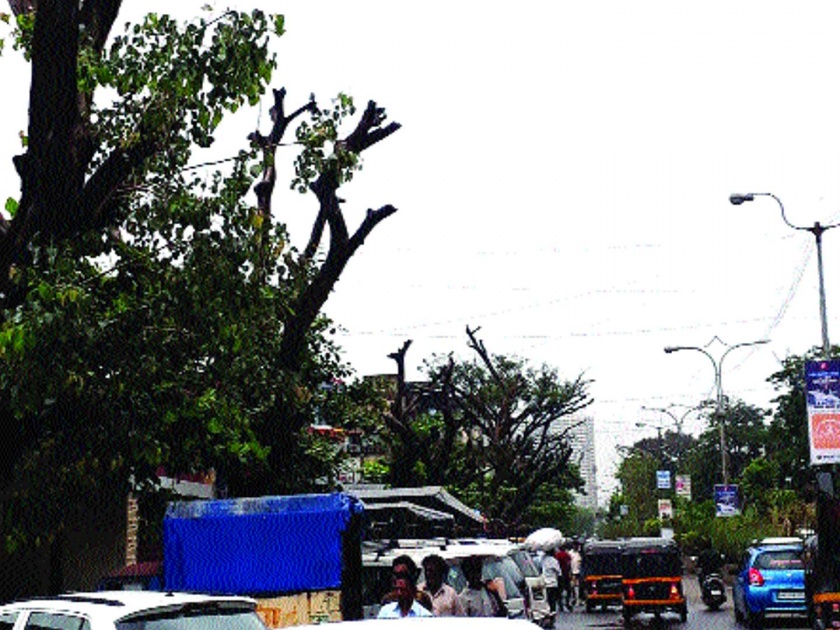 The victim of the trees being taken under the name of development in Panvel | पनवेलमध्ये विकासाच्या नावाखाली घेतला जातोय झाडांचा बळी