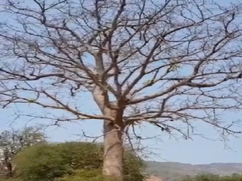 300 year old tree of Katsawari found in the Western Ghats in Dahanu | VIDEO : डहाणूच्या पश्चिम घाटात आढळले काटेसावरीचे 300 वर्षांचे झाड
