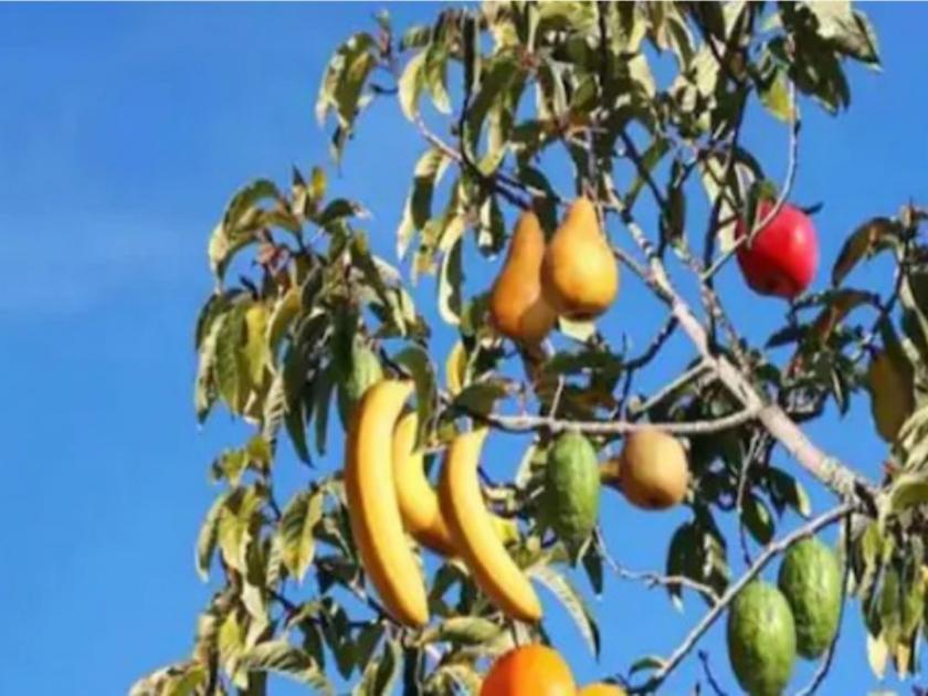 tree with 40 fruits | या झाडाला लागतात ४० वेगवेगळ्या प्रकारची फुलं, या तंत्रज्ञानामुळे शक्य झाला हा चमत्कार