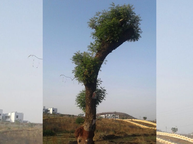 replantation in yavatmal | यवतमाळ: पुनर्रोपण केलेल्या झाडांपैकी फक्त एकाच झाडाला पालवी