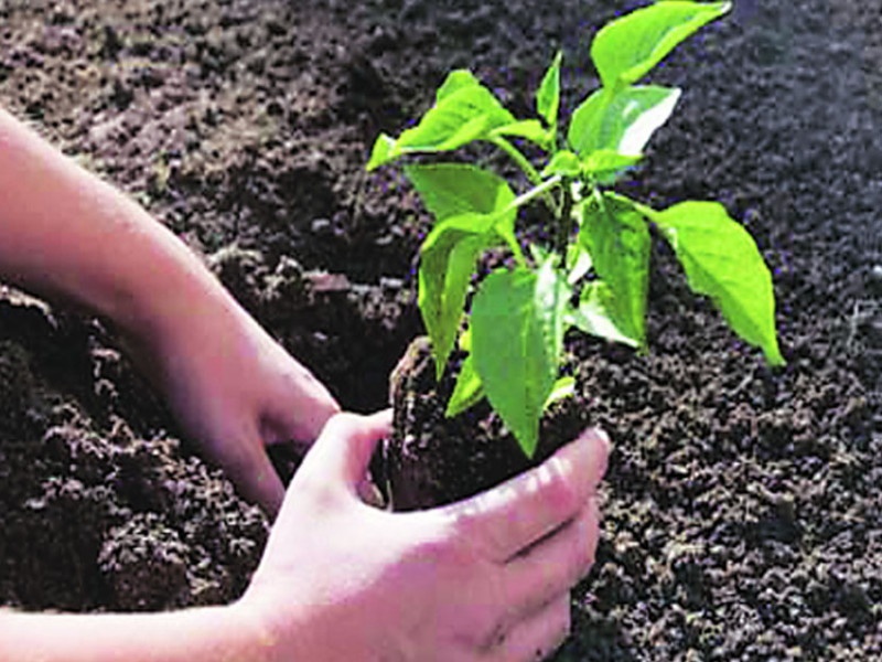 Zilla Parishad teachers are required to plant two trees | जिल्हा परिषदेच्या शिक्षकांना दोन झाडे लावणे बंधनकारक