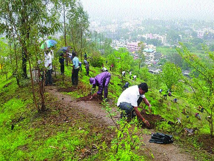  Farmers will now be able to build trees at Panhala, Malacpur | कोल्हापूर : पन्हाळा, मलकापुरात शेतकऱ्यांच्या बांधावर होणार आता वृक्षलागवड