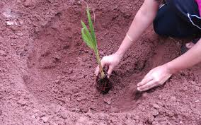 Tree planting; The challenge to create 7 lakh 56 thousand potholes in 7 days | वृक्ष लागवड; ७ दिवसात ७ लाख ५६ हजार खड्डे तयार करण्याचे आव्हान