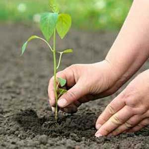 Tree planting scheme is in doubt! |  वृक्ष लागवड योजना संशयाच्या भोवऱ्यात!