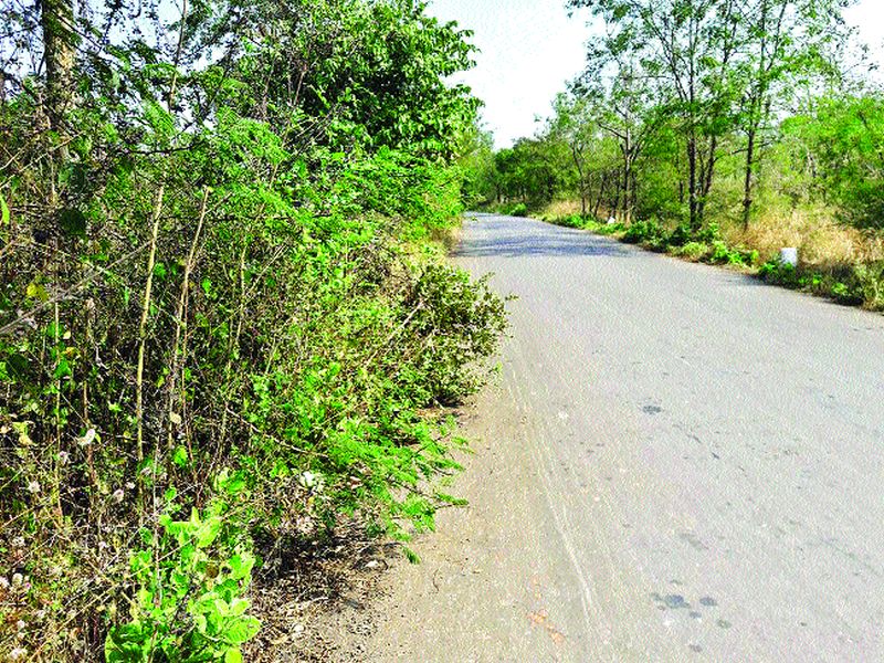 In the beautification of Sindhudurg city, the road leading to the road | सिंधुदुर्गनगरीच्या सौंदर्यीकरणात पडणार भर, रस्ता दुतर्फा झाडांची लागडवड