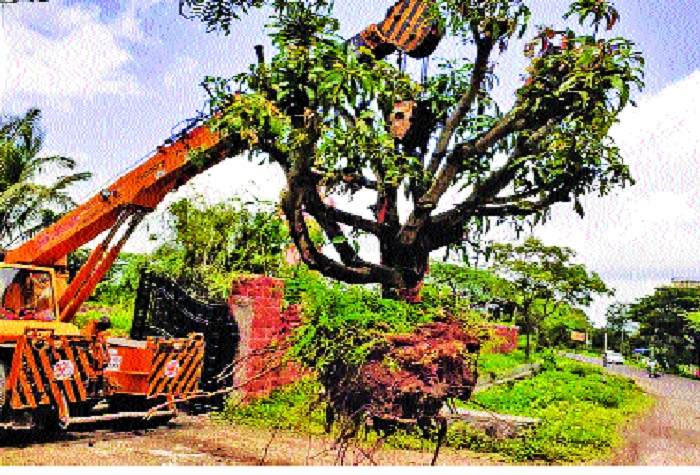  Reopening of large trees along the highway | महामार्गबाधित मोठ्या झाडांचे पुनर्राेपण