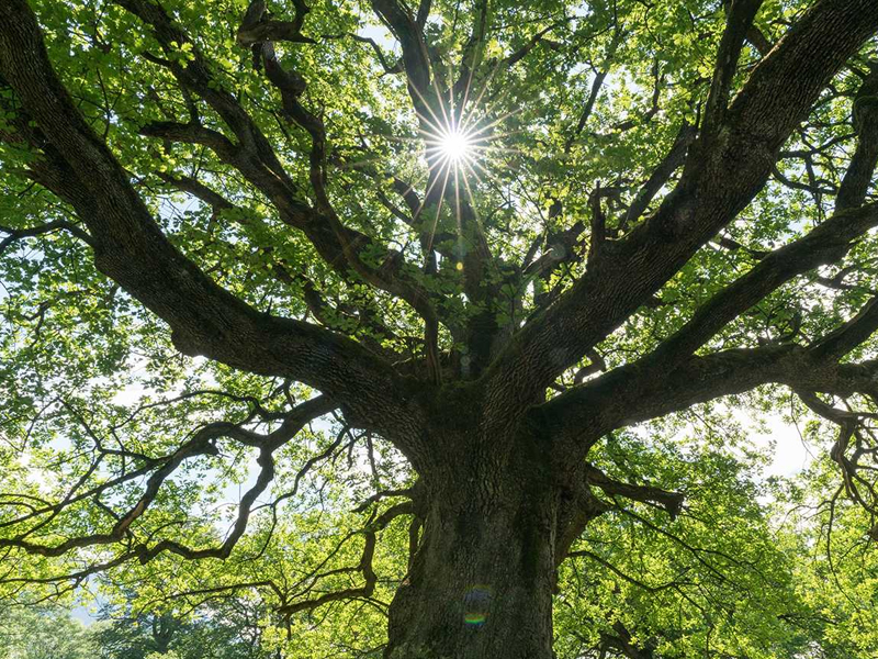 What is the relationship between a birth death and a tree | काय संबंध असतो एखाद्या गेलेल्या व्यक्तीचा आणि विशिष्ट वृक्षाचा?