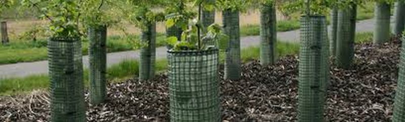 Tree-guard will fixes to plant | रोपांना जगविण्यासाठी ट्री-गार्ड लावणार!