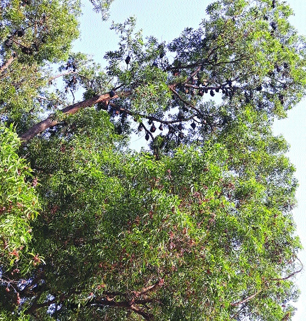 Dangerous trees were discovered in the trash | खोजेवाडी फाट्यावरील धोकादायक झाडे तोडली