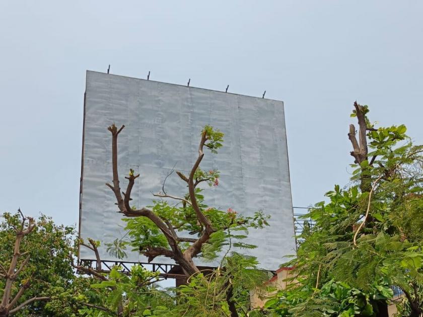 Slaughter of green trees for advertisement 'holding' in Bandra; Despite being unauthorized, no crime has been registered against the contractor yet | वांद्रयात जाहिरात 'होल्डिंग' साठी हिरव्यागार झाडांची कत्तल; अनधिकृत असूनही कंत्रादारावर अद्याप गुन्हा नोंद नाही 