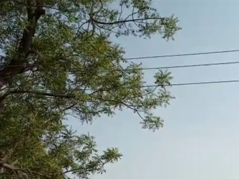electric cables come into contact of tree branches | विद्युत वाहिन्यांना झाडांच्या फांद्यांचा स्पर्श; दुर्घटनांची शक्यता