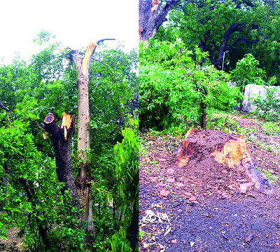 FIR lodged for tree trunk - Information about Aakukta: Amrai Tree Seedling Case | वृक्षतोडप्रकरणी गुन्हा दाखल -आयुक्तांची माहिती : आमराई वृक्षतोड प्रकरण