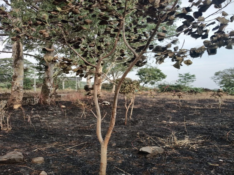 trees destroyed in Taljai forests : Neglect of municipal and forest divisions | तळजाई वनउद्यानातील झाडे मोजताहेत अखेरची घटिका : पालिका व वनविभागाचे दुर्लक्ष 